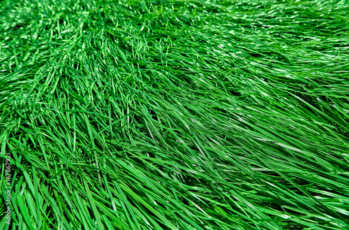 green grass in the pasture or meadow