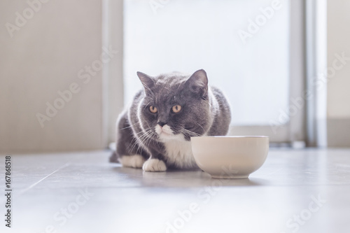 British Shorthair cat eating