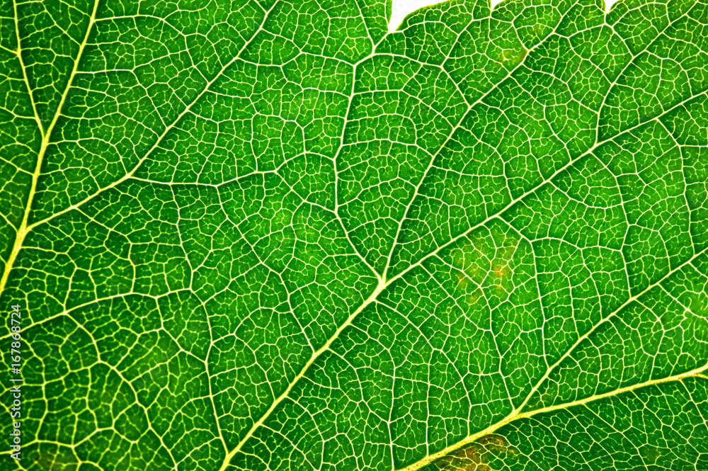Obraz premium Green leaf texture. Leaf skeleton background.