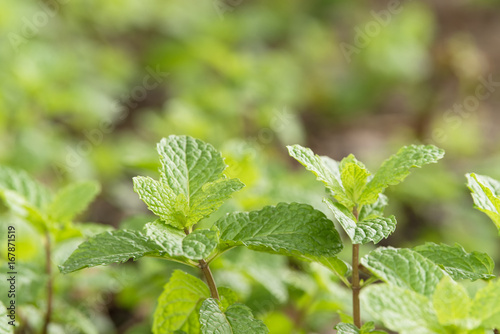 Peppermint plantation organic for background, Fresh mint growing at vegetables planting area