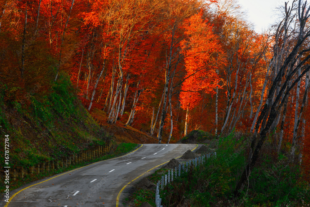 Fototapeta premium Autumn scene with road in forest