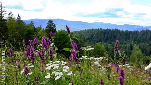 Wildflowers in Carpathian mountains in summer sunny day. Beautiful nature background