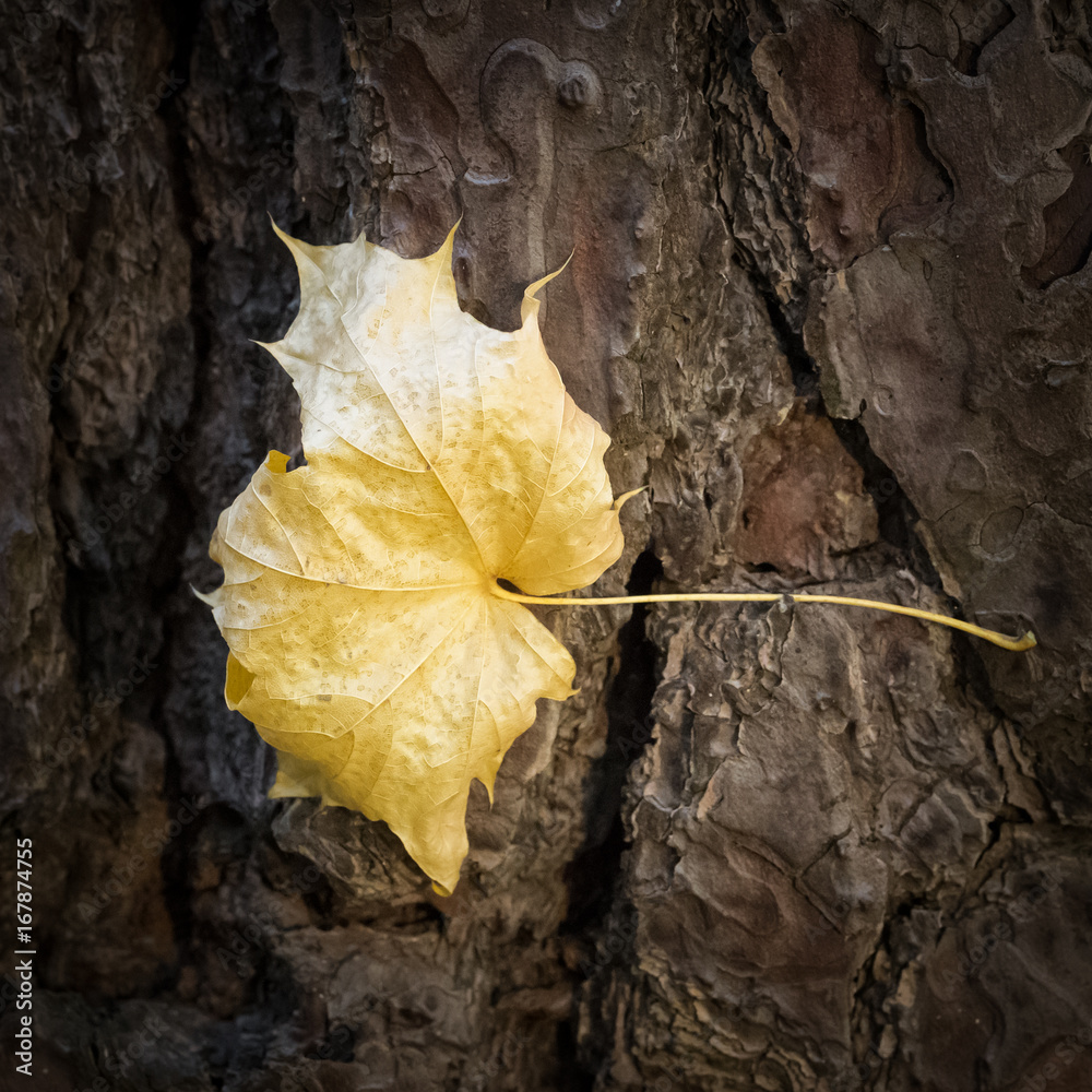 Yellow maple leaf caught on tree bark in autumn.