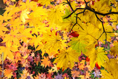beautiful conlorful maple leaf vibrant tree in Japan travel autumn season, Japan