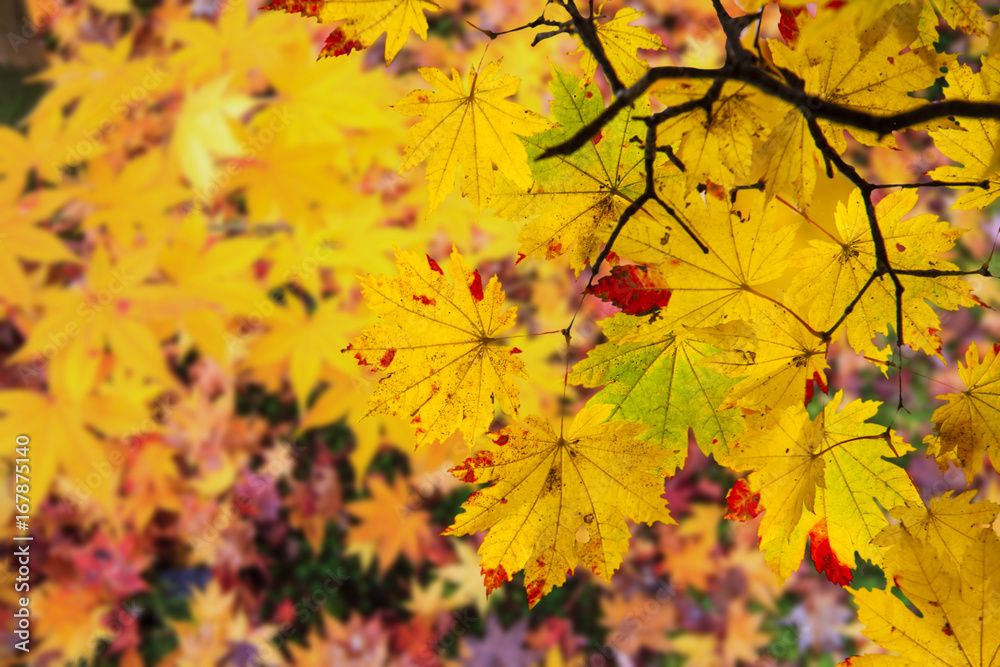 beautiful conlorful maple leaf vibrant tree in Japan travel autumn season, Japan beautiful conlorful maple leaf vibrant tree in Japan travel autumn season, Japan