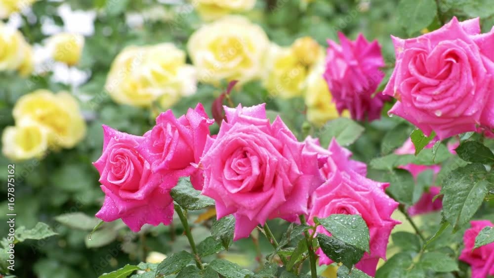 Beautiful, multi-colored rose garden in rain
Beautiful, multi-colored rose garden in rain