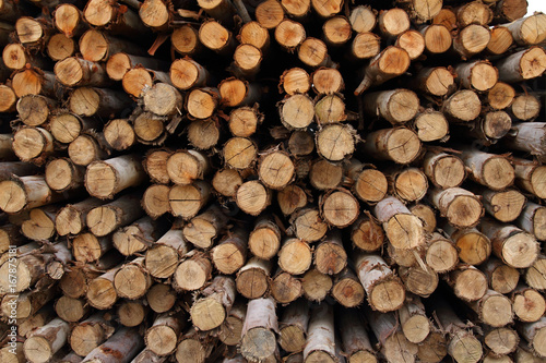 abstract of eucalyptus trees for lumber industry