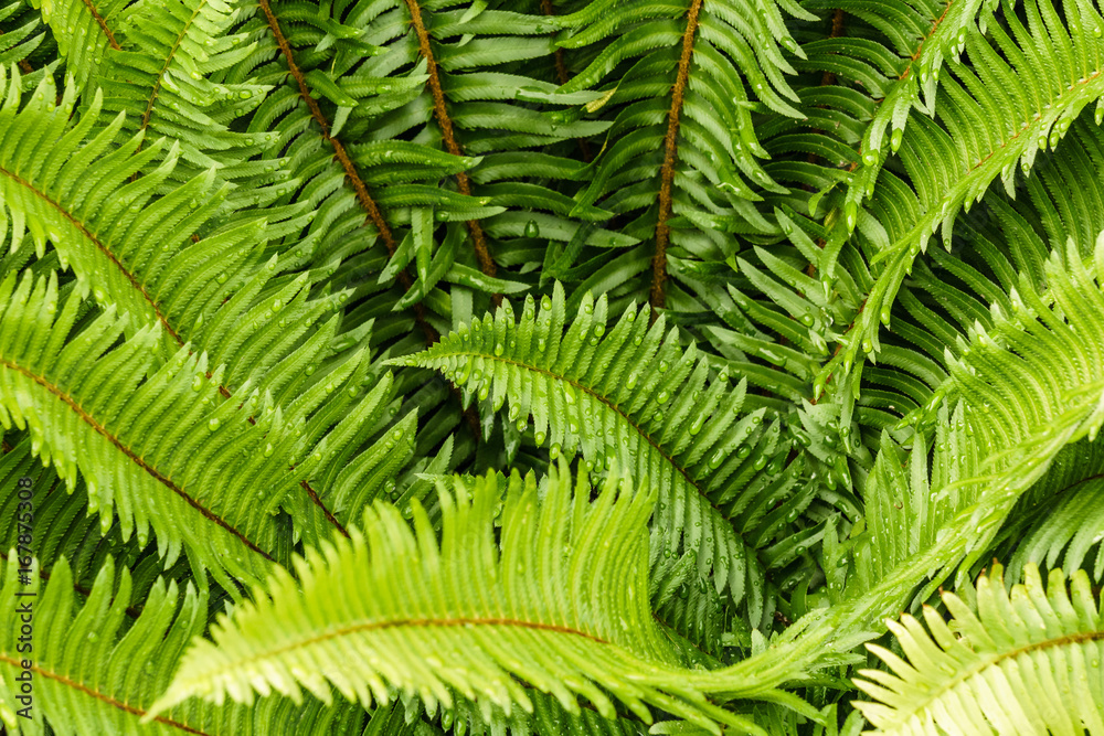 Green ferns leaves with water drops as natural background