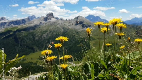 Flowers moved by wind with flying bee Lagazuoi, Dolomites, Cortina d'Ampezzo, Italy