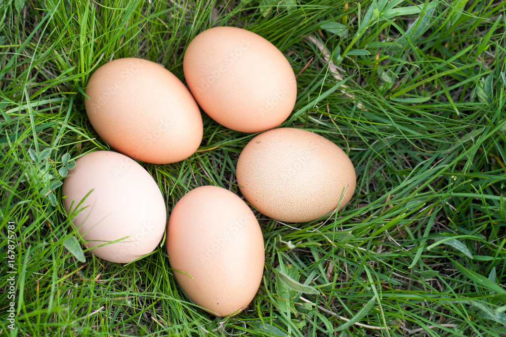 chicken eggs lying in a nest of green grass chicken eggs lying in a nest of green grass