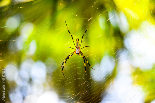 spider-on-the-web.jpg
