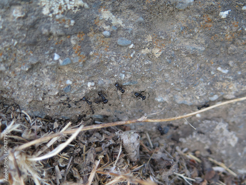 Large Ants on rough ground