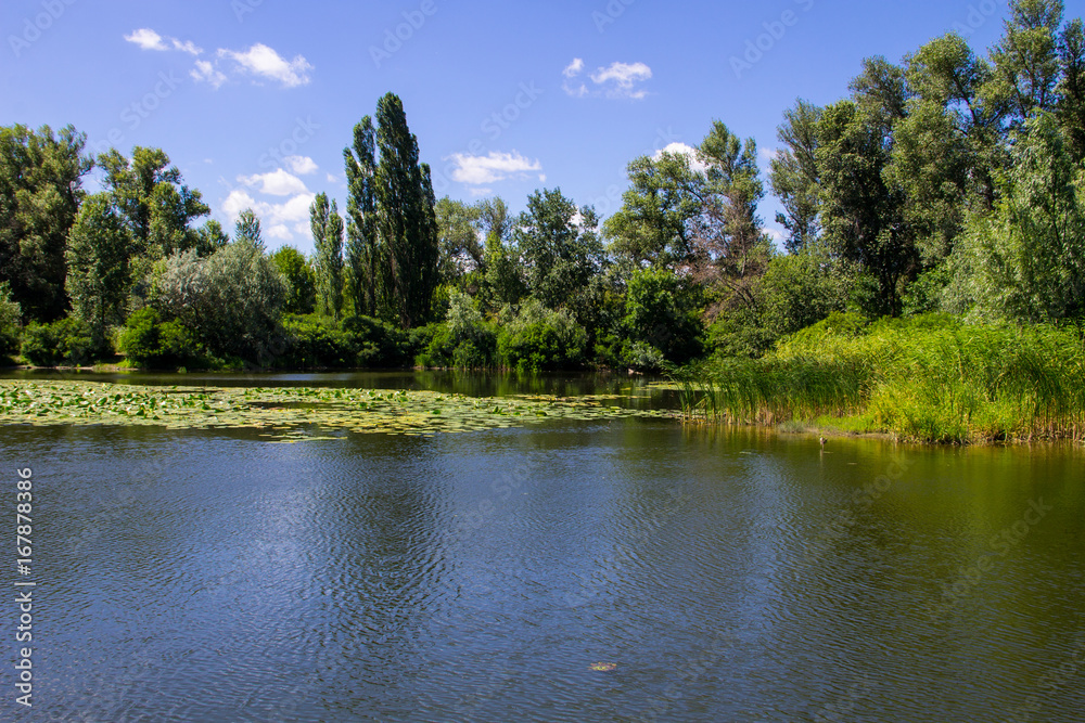 Fototapeta premium Beautiful lake on summer
