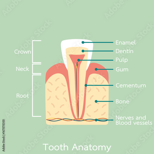 incisor tooth anatomy structure including the bone and gum and detail word