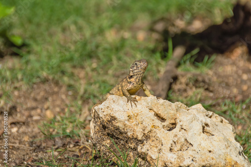 iguana masked keeled on a stone, against a background of blurred muddy tropical vegetation © Nemo67