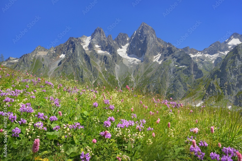 Fototapeta premium Flowers in Caucasus