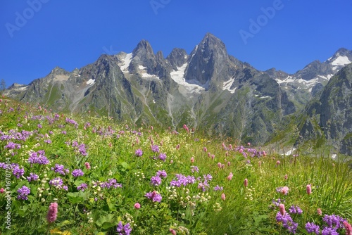 Flowers in Caucasus