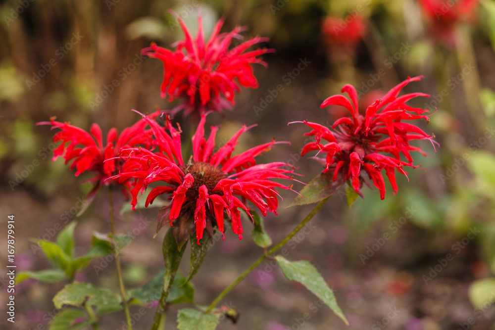Monarda (bee balm, horsemint, oswego tea, bergamot) in full bloom Monarda (bee balm, horsemint, oswego tea, bergamot) in full bloom