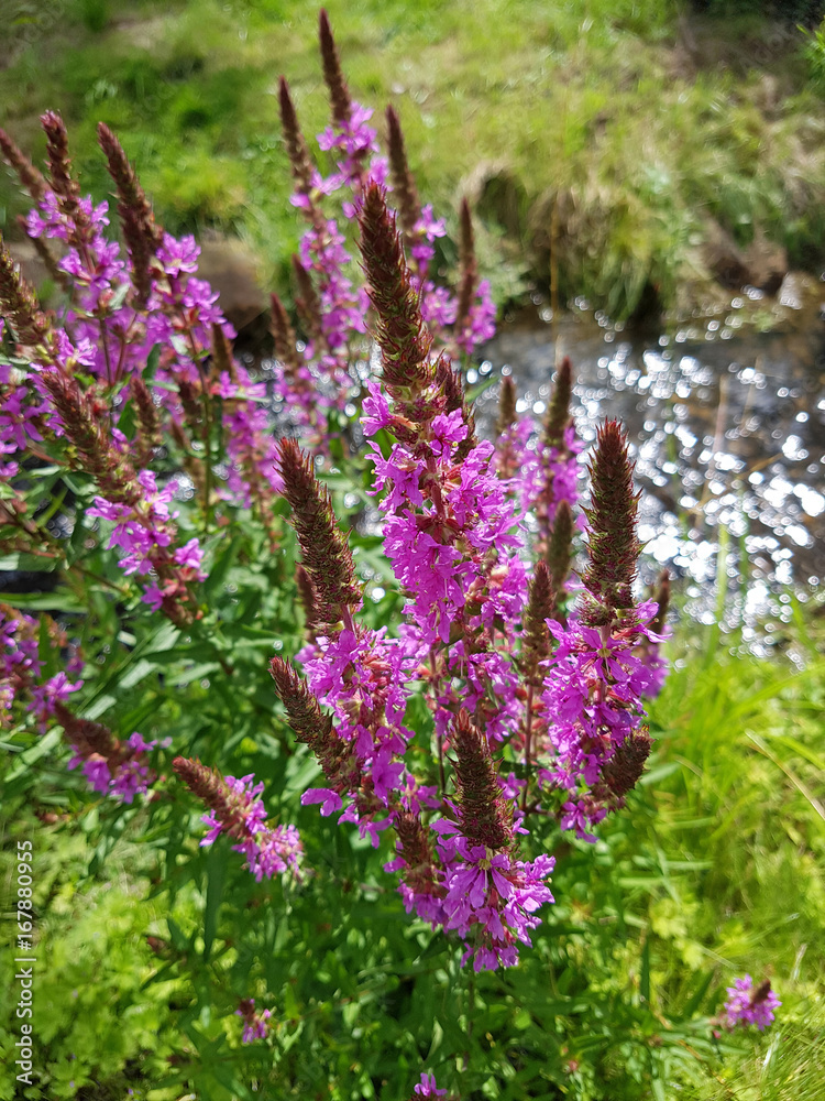 Obraz premium Blutweiderich; Lythrum; salicaria