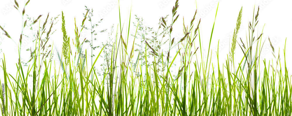 gräser, grashalme, wiese vor weißem hintergrund
