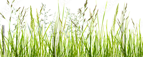 gräser, grashalme, wiese vor weißem hintergrund © winyu