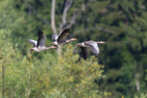 three gray geese (anser anser) flying with forest in background