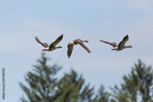 three flying gray geese  anser anser  with tree and blue sky
