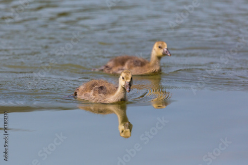 two young gray geese (anser anser) swimming in blue water