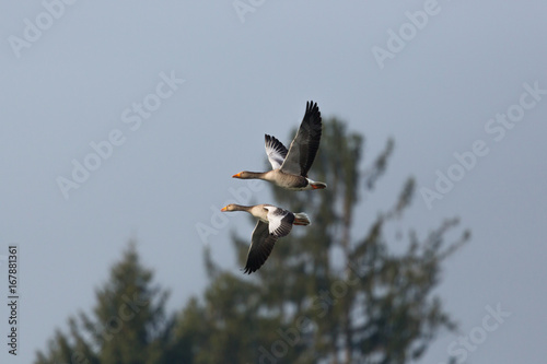 two flying gray geese (anser anser) with tree and blue sky