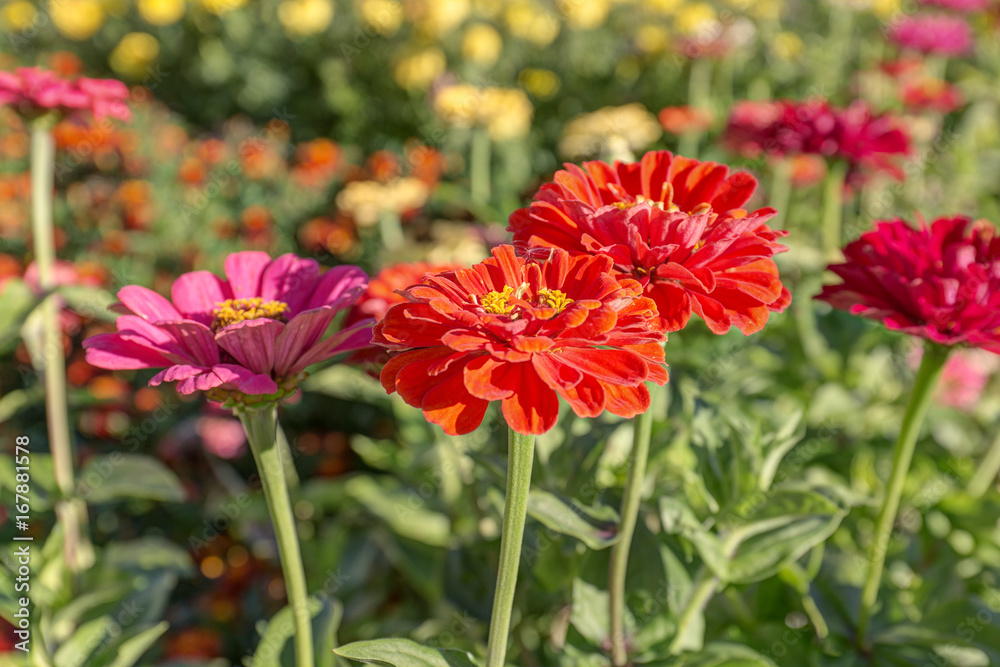 Bright gerbera in the garden Bright gerbera in the garden