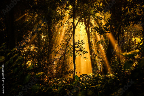 Silhouette of trees and the last light in the forest before sunset