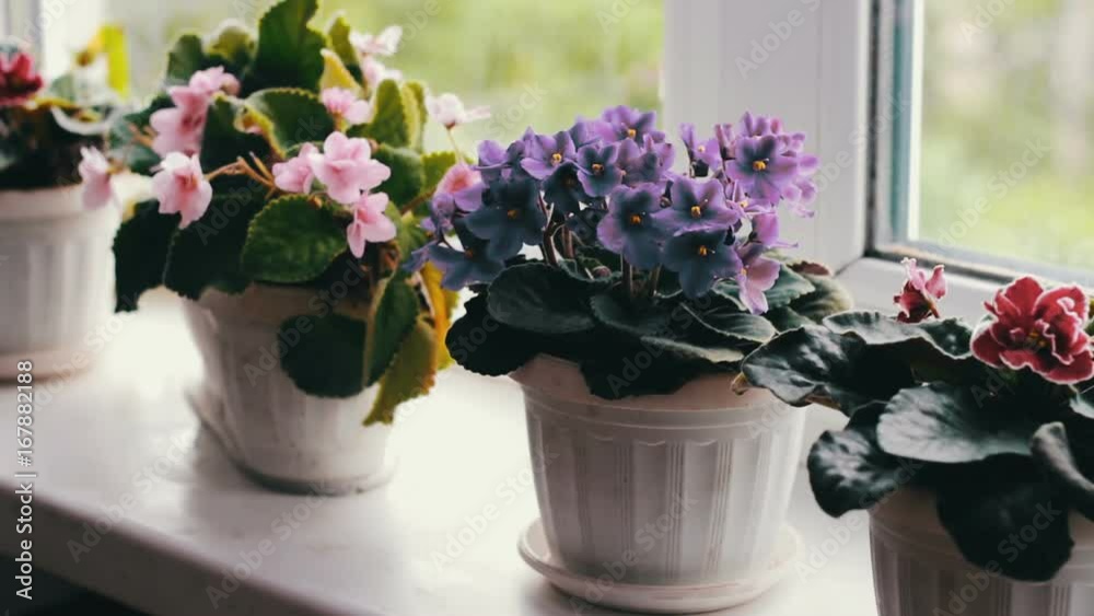 Beautiful, blooming, tender violet, red, pink violets bloom in pot on the windowsill