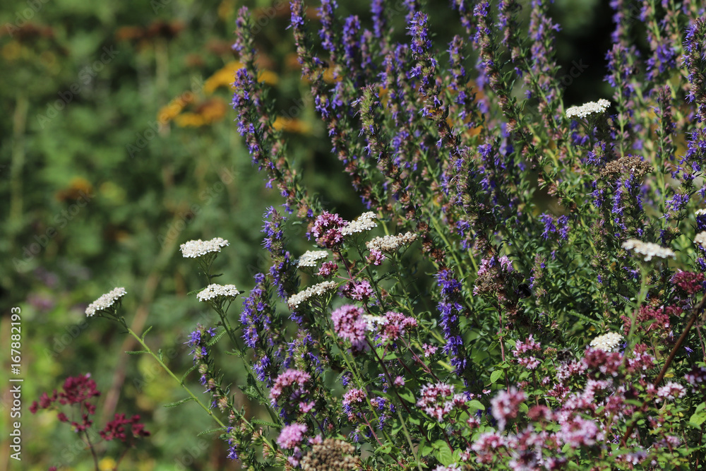 Obraz premium Blüten im Kräutergarten
