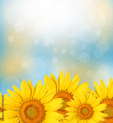Sunflower on spring nature background