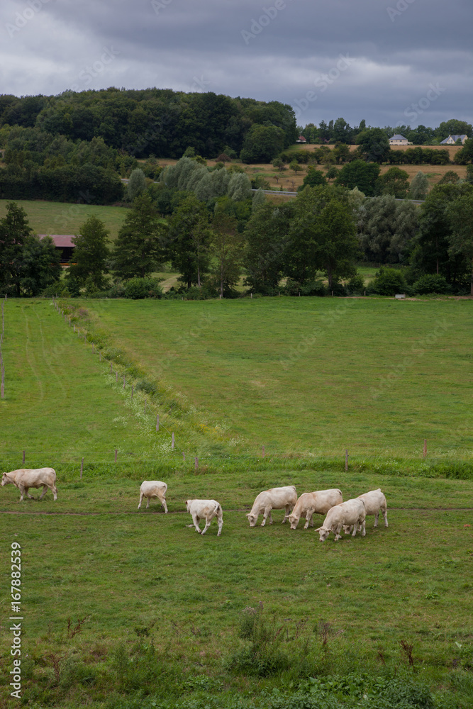 Herd of young bulls for breeding, in Normandy, France