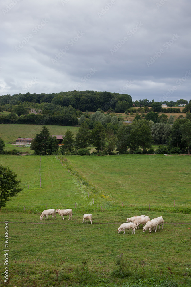 Herd of young bulls for breeding, in Normandy, France