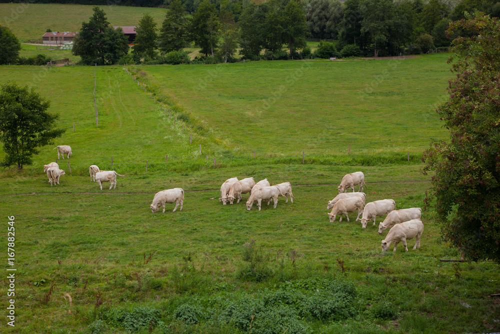 Fototapeta premium Herd of young bulls for breeding, in Normandy, France