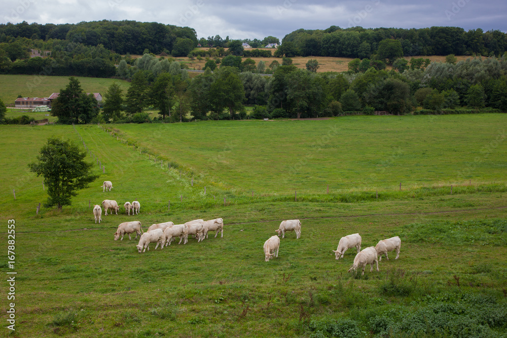 Herd of young bulls for breeding, in Normandy, France Herd of young bulls for breeding, in Normandy, France