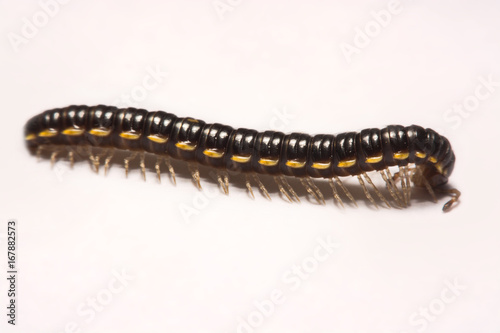 Close-up/Macro Focus of the  photo centipedes on white background