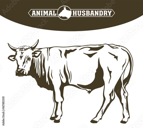breeding cow. animal husbandry. livestock