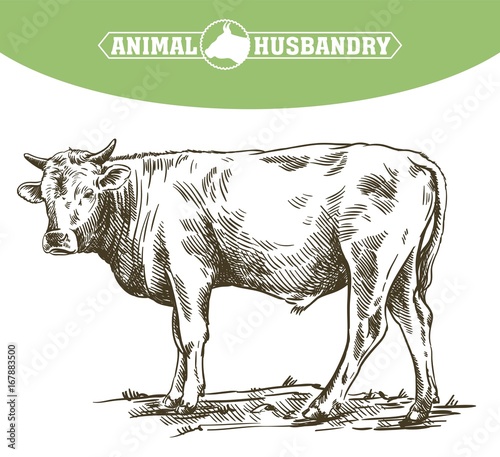 breeding cow. animal husbandry. livestock