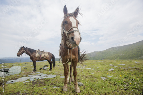 Harnessed horses in Altai mountains.