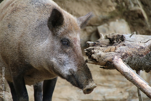 Wild Boar  Sus scrofa  Wild Swine  Eurasian Wild Pig