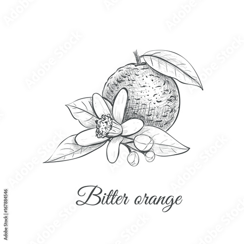 bitter orange vector illustration. bitter orange  skech drawing