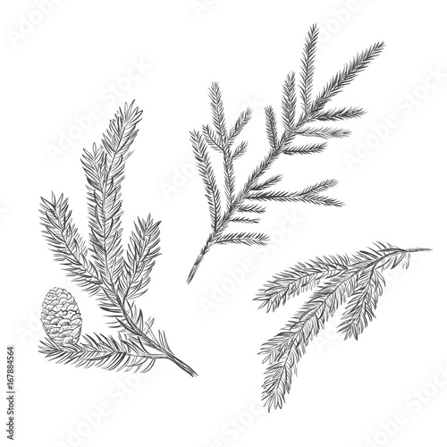 Spruce branch set. Collection of fir-tree vector illustration. Pine sketch