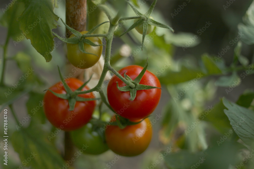 Tomatoes in the greenhouse. Homegrown organic food, tomatoes ripening in garden.
