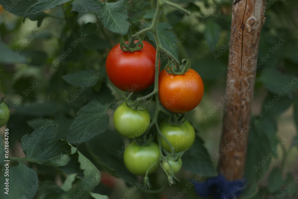 Tomatoes in the greenhouse. Homegrown organic food, tomatoes ripening in garden.