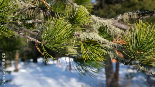 Video of moving along cedr branch covered by needels and Usnea lichens photo