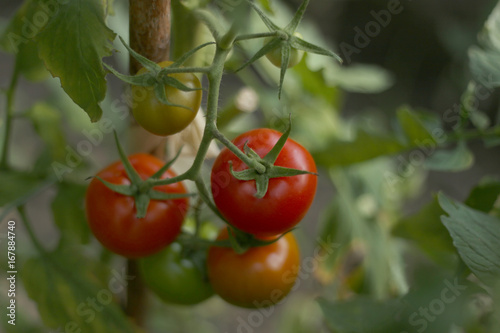 Tomatoes in the greenhouse. Homegrown organic food, tomatoes ripening in garden.