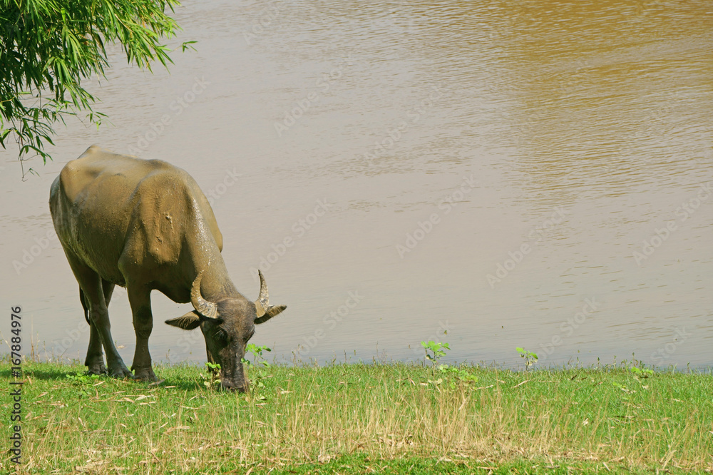 Obraz premium Buffalo grazin on the riverbank after dipping the body in the mire